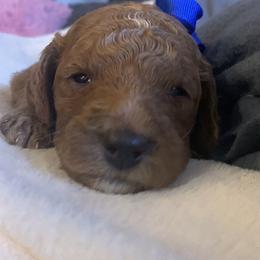 Goldendoodle Puppies from BlueCopper Doodles