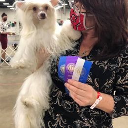 Chinese Crested All Grown Up from Soluna Chinese Cresteds