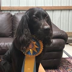 Boss - Boykin Spaniel