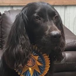 Boss - Boykin Spaniel