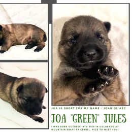 German Shepherd Puppies from Mountain Kraft K9 Kennel