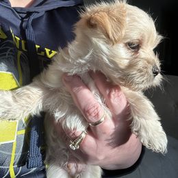 Morkie Puppies from Mandy's Morkies