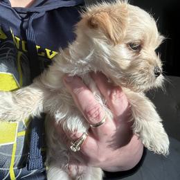 Morkie Puppies from Mandy's Morkies