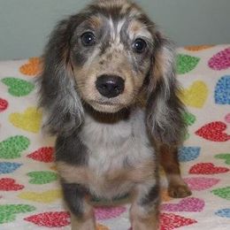 Dachshund Puppies from Cranberry Dachshunds