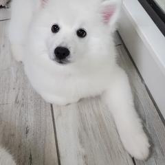 American Eskimo Dog Puppies from SkyFlyer Eskies