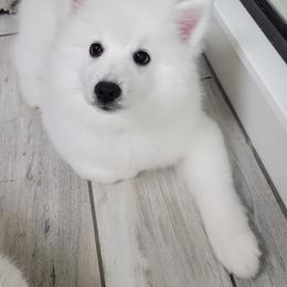 American Eskimo Dog Puppies from SkyFlyer Eskies