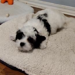Coton de Tulear Puppies from Coton Country
