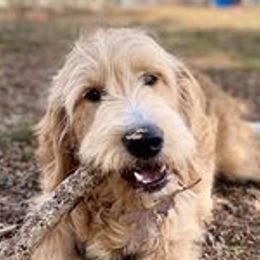 Goldendoodles and Poodles from Howling Heights
