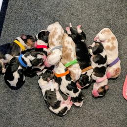 Girl 2 - Red and white female Basset Hound puppy in Duchesne, Utah from HI Desert Hounds