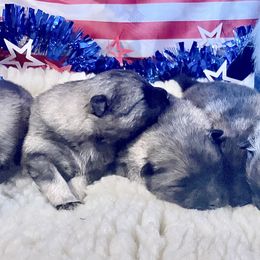 Keeshond Puppies from StarStruck Keeshonden