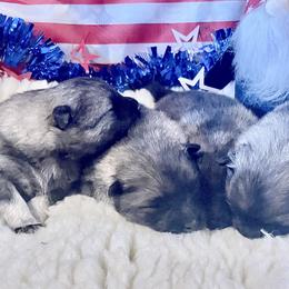 Keeshond Puppies from StarStruck Keeshonden