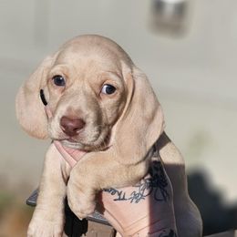 Chocolate based ee cream smooth - Cream male Dachshund puppy in Lyle, Washington from Wines Wienery