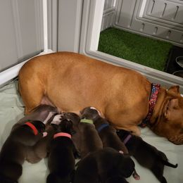 American Bully and Boston Terrier Puppies from Greenberg's Boston Terriers & Bullies of Metro Detroit