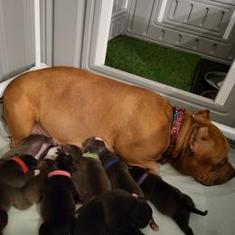 American Bully and Boston Terrier Puppies from Greenberg's Boston Terriers & Bullies of Metro Detroit