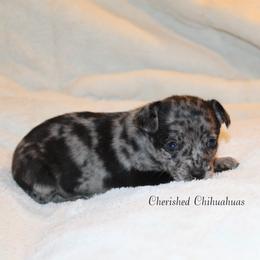 Charline - Blue merle female Chihuahua puppy in Willamina, Oregon from Cherished Chihuahuas
