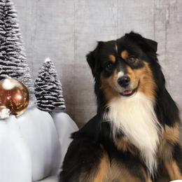 Yeti - Miniature American Shepherd