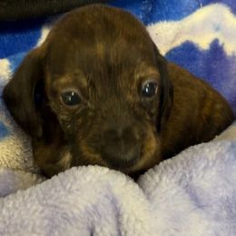 Brindle - Brindle male Dachshund puppy in Ft Dodge, Iowa from Secret Reality