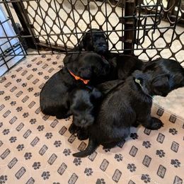 Miniature Schnauzer Puppies from Tymeless Farm