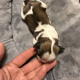 Boy 1 - Liver and white male Shih Tzu puppy in West Palm Beach, Florida from Must Be Love