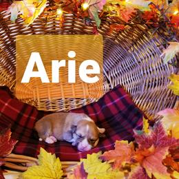 Pembroke Welsh Corgi Puppies from Whimsical Treasure Corgis