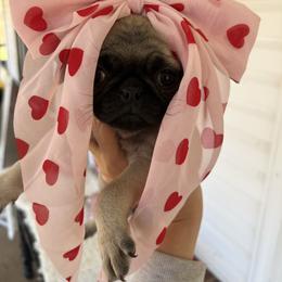 Kourtney - Fawn female Pug puppy in Yellville, Arkansas from Ozark Mountain Doodles & Pugs