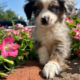 Jekyll - Blue merle male Miniature Australian Shepherd puppy in Clarkesville, Georgia from North Georgia Gems