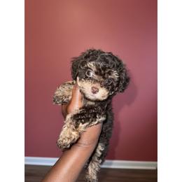 Rolo - Phantom female Poodle puppy in Lancaster, South Carolina from Semone’s Poodles