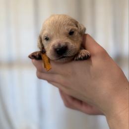 Male puppy pick 2 - Light golden male Golden Retriever puppy in Colville, Washington from Columbia Ridge Goldens