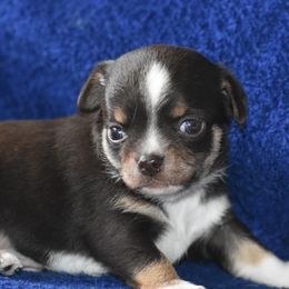 "Rolo. Out of Korra and Tooki" Chihuahua Puppies from The Fifth Element Kennel