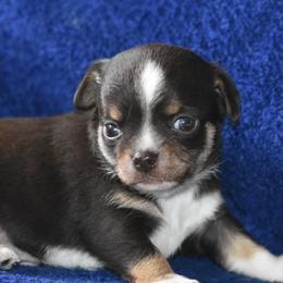 "Rolo. Out of Korra and Tooki" Chihuahua Puppies from The Fifth Element Kennel