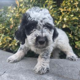 Boris - Black and white male Bernedoodle puppy in Blackfoot, Idaho from Draper Mountain Doodles
