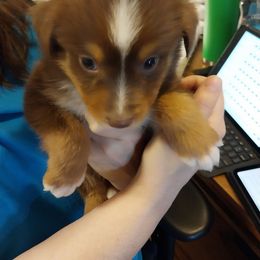 Lady - Red tri-color female Australian Shepherd puppy in Cherry Grove, Oregon from TLC Dream and Pureland Australian Shepherds