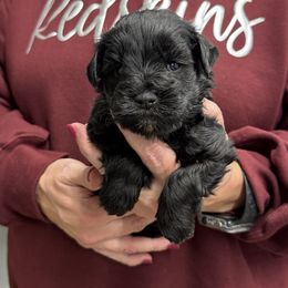 Oliver- lime green collar - Black male Miniature Schnauzer puppy in Oneonta, Alabama from Murphree Valley Kennels