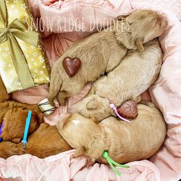 Goldendoodle puppies from Snow Ridge Doodles