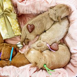 Goldendoodle puppies from Snow Ridge Doodles