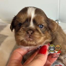 Nelson - Liver male Shih Tzu puppy in Walkertown, North Carolina from Lil’ Bit’s Shih Tzu