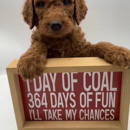 Goldendoodle Puppies from Rustic Road Doodles