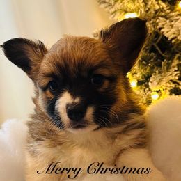 Babs - Sable female Pembroke Welsh Corgi puppy in Cashion, Oklahoma from Shabby Chic Corgis