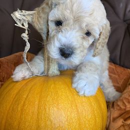 Poodle Puppies from Clegg Poodles
