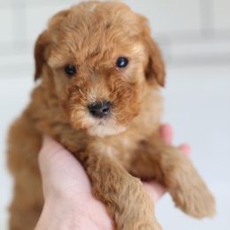 Bambie - Apricot male Labradoodle puppy in Stevens, Pennsylvania from Pebble Paws Lane