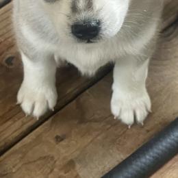 Siberian Husky Puppies from Heddens Husky Hideaway