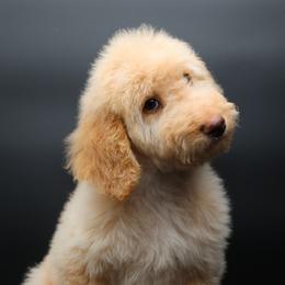 Rudolph - Cream male Goldendoodle puppy in Westminster, South Carolina from Goldendoodlepuppiessc