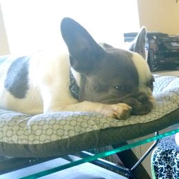 Zoso - French Bulldog