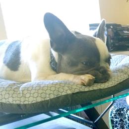 Zoso - French Bulldog