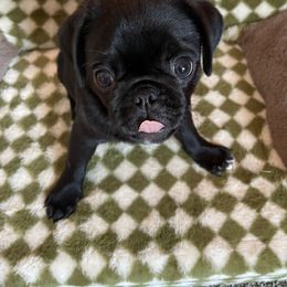 Pug Puppies from Galaxy Pugs of Georgia