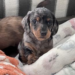 Woody - Dapple male Dachshund puppy in Paso Robles, California from Nicole's Dachshunds