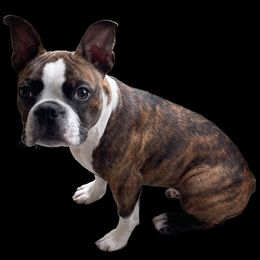 Boston Terrier Puppies from Our Gang Bostons