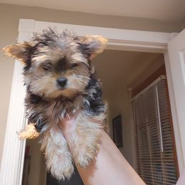 Morkie Puppies from Silvia Gracia