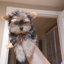 Morkie Puppies from Silvia Gracia