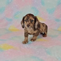 Dachshund Puppies from Newbern's Nuggets